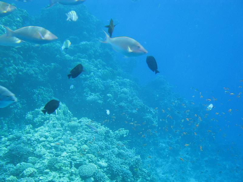 Sharm-el-Sheikh 157.jpg - Coral reef - Rifes de Coral - Korallenriff
Sharm-el-Sheikh Egypt - Egipto